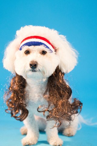 The All American Mutt Mullet